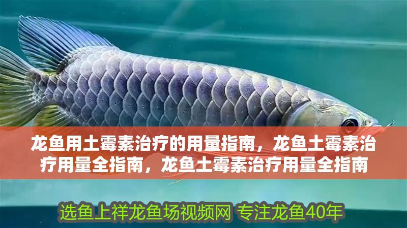 龍魚用土霉素治療的用量指南，龍魚土霉素治療用量全指南，龍魚土霉素治療用量全指南