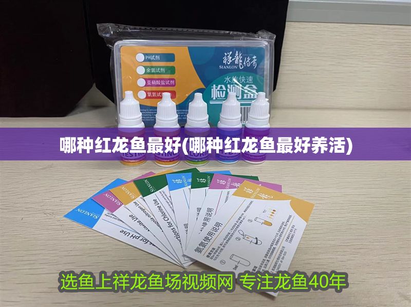哪種紅龍魚最好(哪種紅龍魚最好養活)