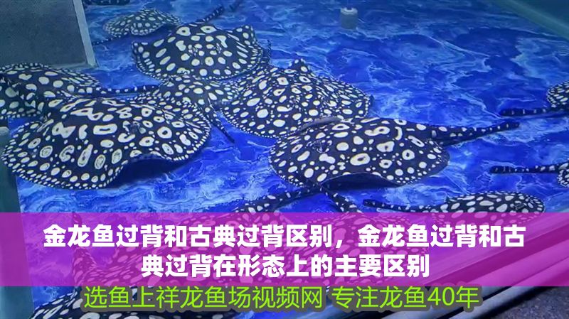 金龍魚過背和古典過背區別，金龍魚過背和古典過背在形態上的主要區別