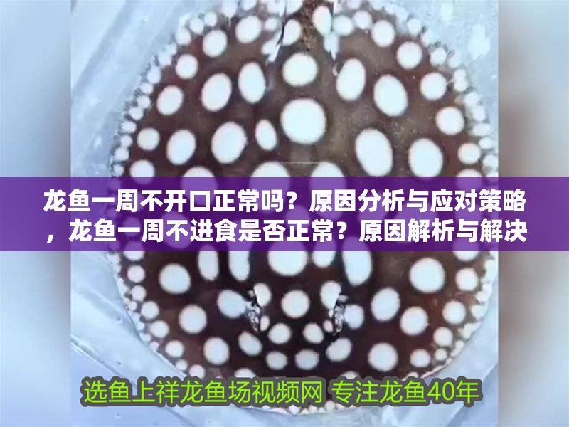龍魚一周不開口正常嗎？原因分析與應(yīng)對(duì)策略，龍魚一周不進(jìn)食是否正常？原因解析與解決對(duì)策，龍魚一周不進(jìn)食的原因分析與應(yīng)對(duì)策略