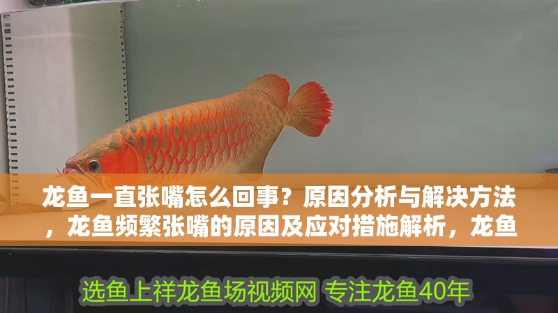 龍魚(yú)一直張嘴怎么回事？原因分析與解決方法，龍魚(yú)頻繁張嘴的原因及應(yīng)對(duì)措施解析，龍魚(yú)頻繁張嘴的原因及解決方法全解析