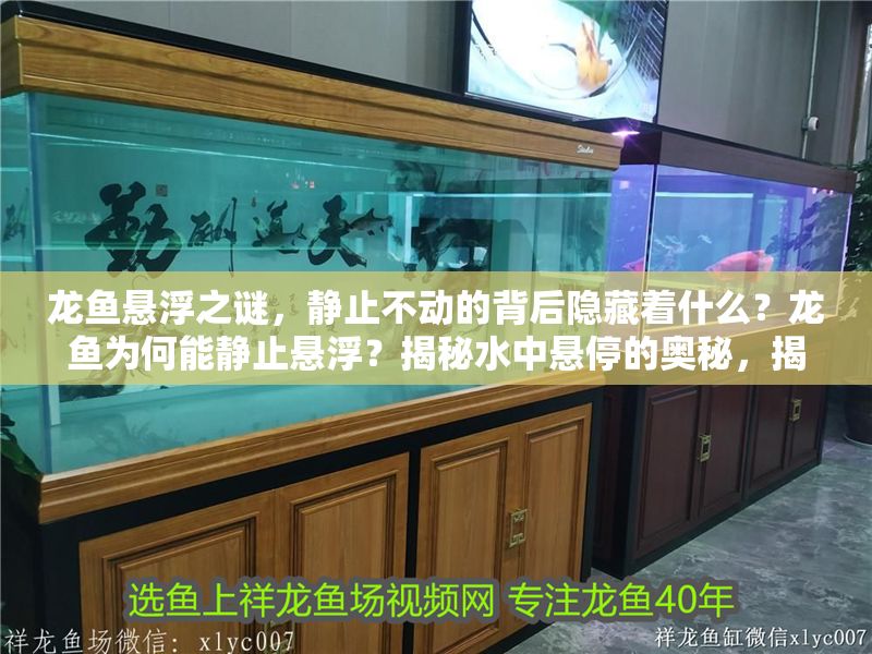 龍魚懸浮之謎，靜止不動的背后隱藏著什么？龍魚為何能靜止懸?。拷颐厮袘彝５膴W秘，揭秘龍魚水中懸停的奧秘，靜止懸浮背后的科學原理