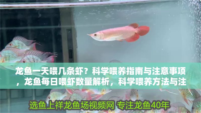 龍魚一天喂幾條蝦？科學(xué)喂養(yǎng)指南與注意事項(xiàng)，龍魚每日喂蝦數(shù)量解析，科學(xué)喂養(yǎng)方法與注意事項(xiàng)，龍魚每日喂蝦數(shù)量解析，科學(xué)喂養(yǎng)方法與注意事項(xiàng)