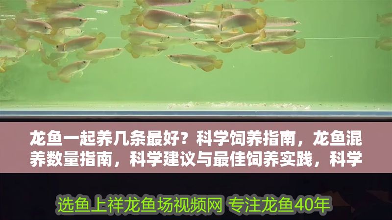 龍魚一起養幾條最好?科學飼養指南,龍魚混養數量指南,科學建議與最佳飼養實踐,科學飼養龍魚,最佳混養數量與實用指南 龍魚百科 第1張 龍魚一起養幾條最好?科學飼養指南,龍魚混養數量指南,科學建議與最佳飼養實踐,科學飼養龍魚,最佳混養數量與實用指南 龍魚一起養幾條最好?科學飼養指南,龍魚混養數量指南,科學建議與最佳飼養實踐,科學飼養龍魚,最佳混養數量與實用指南 龍魚百科 第1張