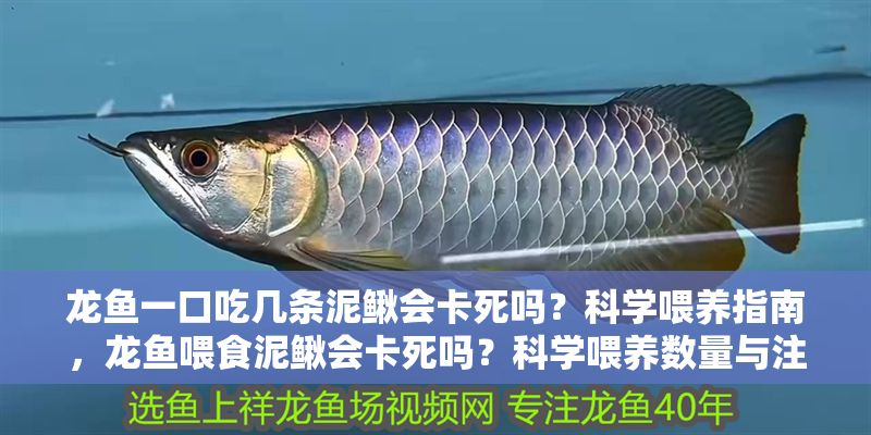 龍魚一口吃幾條泥鰍會卡死嗎？科學喂養指南，龍魚喂食泥鰍會卡死嗎？科學喂養數量與注意事項，龍魚喂食泥鰍會卡死嗎？科學喂養數量與注意事項