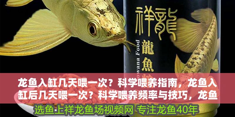 龍魚入缸幾天喂一次？科學(xué)喂養(yǎng)指南，龍魚入缸后幾天喂一次？科學(xué)喂養(yǎng)頻率與技巧，龍魚入缸后的科學(xué)喂養(yǎng)頻率與技巧指南