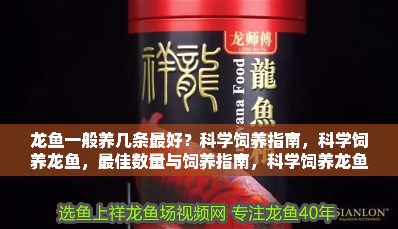龍魚一般養(yǎng)幾條最好？科學飼養(yǎng)指南，科學飼養(yǎng)龍魚，最佳數(shù)量與飼養(yǎng)指南，科學飼養(yǎng)龍魚，最佳數(shù)量與飼養(yǎng)指南