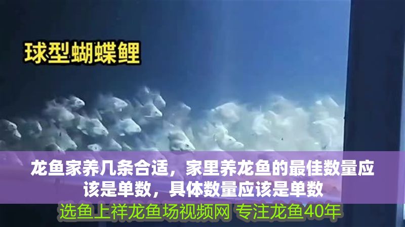 龍魚家養幾條合適，家里養龍魚的最佳數量應該是單數，具體數量應該是單數