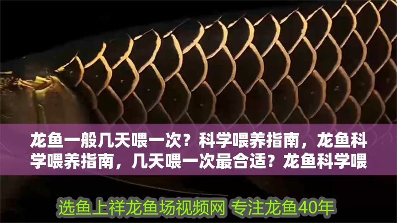 龍魚一般幾天喂一次？科學喂養指南，龍魚科學喂養指南，幾天喂一次最合適？龍魚科學喂養指南，幾天喂一次最合適？