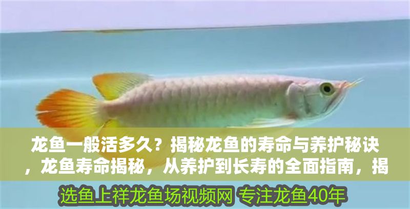 龍魚一般活多久？揭秘龍魚的壽命與養護秘訣，龍魚壽命揭秘，從養護到長壽的全面指南，揭秘龍魚壽命，從科學養護到延年益壽的終極指南