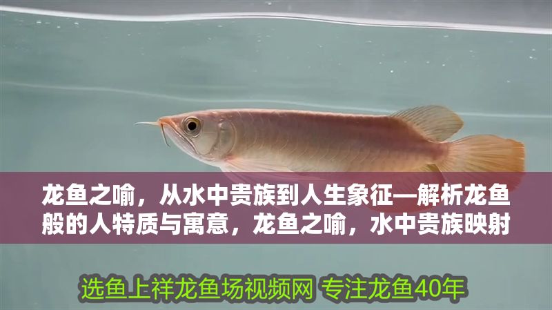 龍魚之喻，從水中貴族到人生象征—解析龍魚般的人特質與寓意，龍魚之喻，水中貴族映射的人生特質與深層寓意，龍魚之喻，水中貴族映射的人生特質與深層寓意
