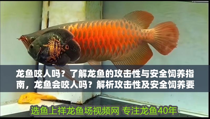 龍魚咬人嗎？了解龍魚的攻擊性與安全飼養指南，龍魚會咬人嗎？解析攻擊性及安全飼養要點，龍魚會咬人嗎？解析攻擊性與安全飼養指南