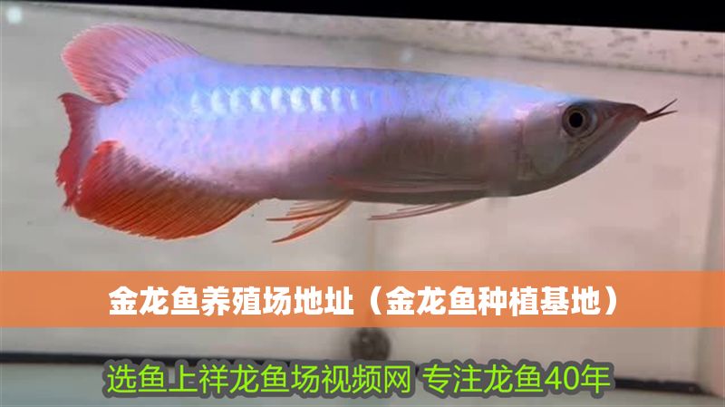 金龍魚(yú)養(yǎng)殖場(chǎng)地址（金龍魚(yú)種植基地）