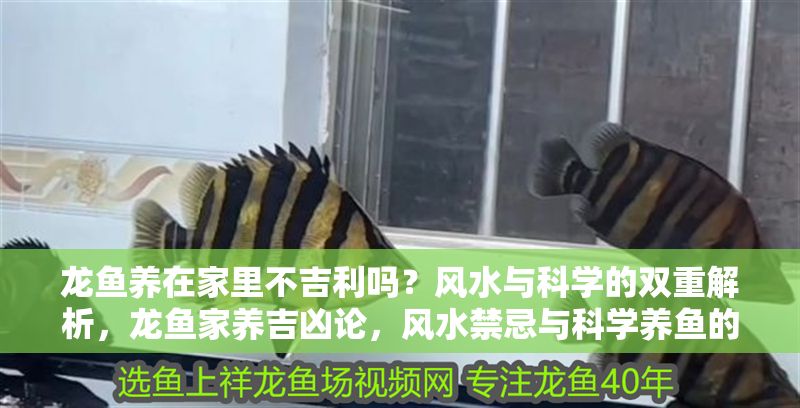 龍魚養(yǎng)在家里不吉利嗎？風(fēng)水與科學(xué)的雙重解析，龍魚家養(yǎng)吉兇論，風(fēng)水禁忌與科學(xué)養(yǎng)魚的深度剖析，龍魚家養(yǎng)吉兇論，風(fēng)水禁忌與科學(xué)養(yǎng)魚的深度解析
