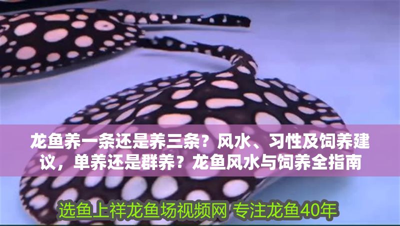 龍魚養一條還是養三條？風水、習性及飼養建議，單養還是群養？龍魚風水與飼養全指南