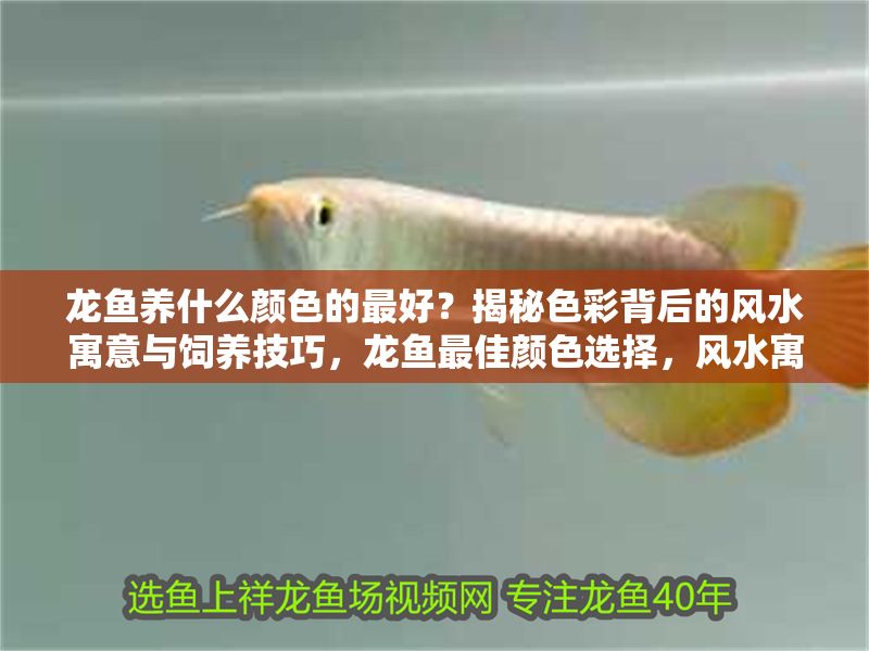 龍魚養什么顏色的最好？揭秘色彩背后的風水寓意與飼養技巧，龍魚最佳顏色選擇，風水寓意與飼養技巧全解析，龍魚最佳顏色選擇，風水寓意與飼養技巧全解析
