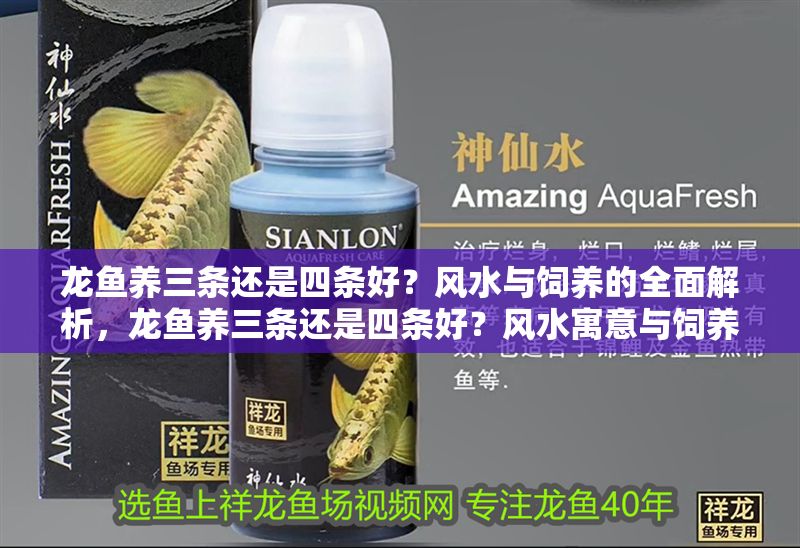 龍魚養三條還是四條好？風水與飼養的全面解析，龍魚養三條還是四條好？風水寓意與飼養要點全解析，龍魚養三條還是四條好？風水寓意與飼養要點全解析