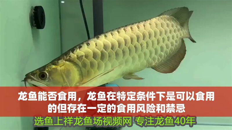 龍魚(yú)能否食用，龍魚(yú)在特定條件下是可以食用的但存在一定的食用風(fēng)險(xiǎn)和禁忌