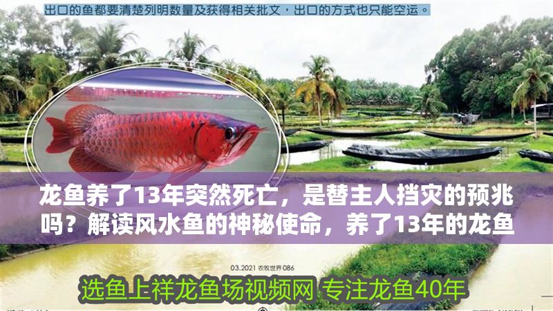 龍魚養了13年突然死亡，是替主人擋災的預兆嗎？解讀風水魚的神秘使命，養了13年的龍魚突然死亡，真是替主人擋災嗎？揭秘風水魚的神秘使命，養了13年的龍魚突然死亡，真是替主人擋災嗎？揭秘風水魚的神秘使命