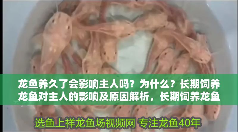 龍魚養久了會影響主人嗎？為什么？長期飼養龍魚對主人的影響及原因解析，長期飼養龍魚對主人的影響及原因解析
