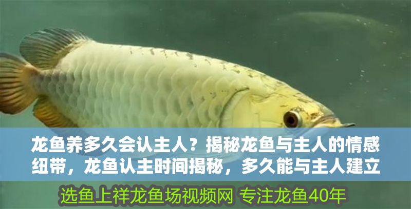 龍魚養多久會認主人？揭秘龍魚與主人的情感紐帶，龍魚認主時間揭秘，多久能與主人建立情感紐帶？龍魚認主時間揭秘，多久能與主人建立情感紐帶？