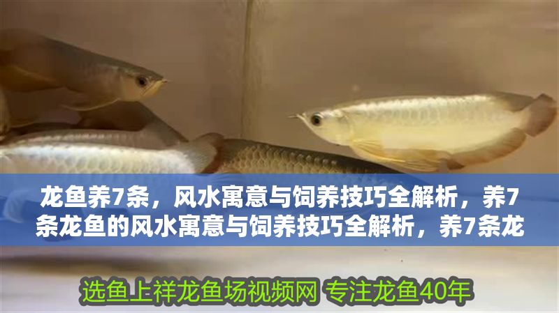 龍魚養(yǎng)7條，風(fēng)水寓意與飼養(yǎng)技巧全解析，養(yǎng)7條龍魚的風(fēng)水寓意與飼養(yǎng)技巧全解析，養(yǎng)7條龍魚的風(fēng)水寓意與飼養(yǎng)技巧全解析