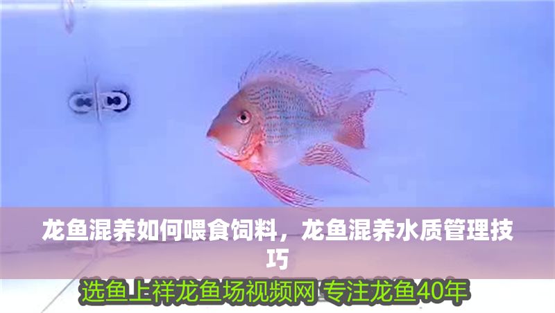 龍魚混養(yǎng)如何喂食飼料，龍魚混養(yǎng)水質(zhì)管理技巧