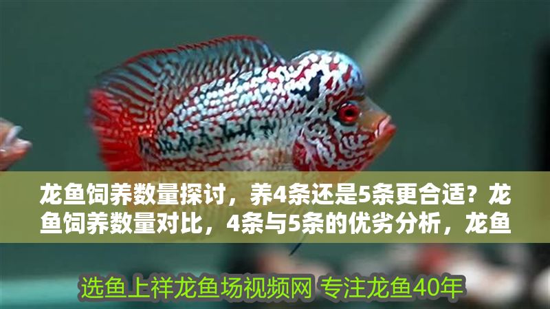 龍魚飼養數量探討，養4條還是5條更合適？龍魚飼養數量對比，4條與5條的優劣分析，龍魚飼養數量對比，4條與5條的優劣分析