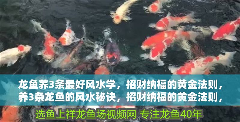 龍魚養3條最好風水學，招財納福的黃金法則，養3條龍魚的風水秘訣，招財納福的黃金法則，養3條龍魚的招財風水秘訣
