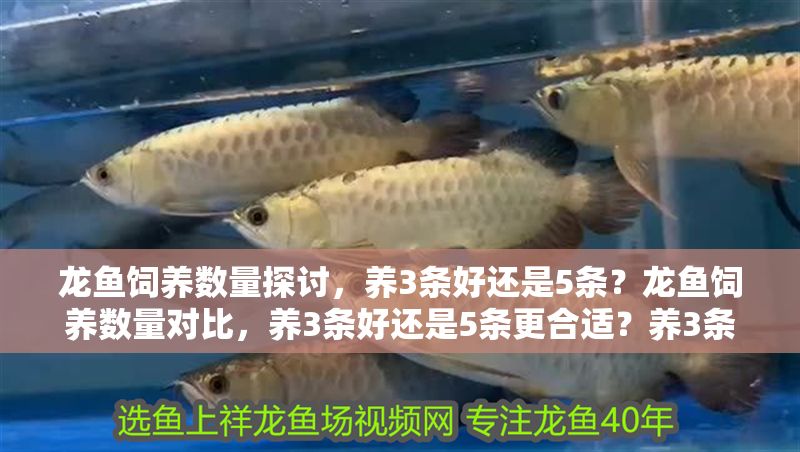龍魚飼養數量探討，養3條好還是5條？龍魚飼養數量對比，養3條好還是5條更合適？養3條還是5條龍魚？最佳飼養數量對比解析