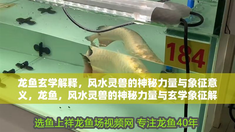 龍魚玄學解釋，風水靈獸的神秘力量與象征意義，龍魚，風水靈獸的神秘力量與玄學象征解析，龍魚，風水靈獸的神秘力量與玄學象征解析