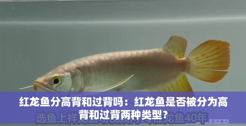 紅龍魚分高背和過背嗎：紅龍魚是否被分為高背和過背兩種類型？