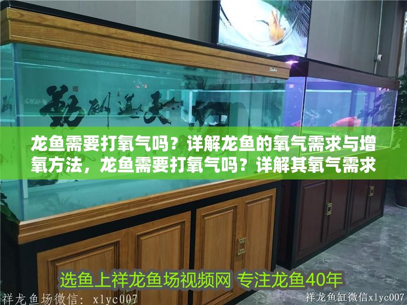 龍魚需要打氧氣嗎？詳解龍魚的氧氣需求與增氧方法，龍魚需要打氧氣嗎？詳解其氧氣需求及增氧技巧，龍魚需要打氧氣嗎？詳解其氧氣需求與增氧技巧