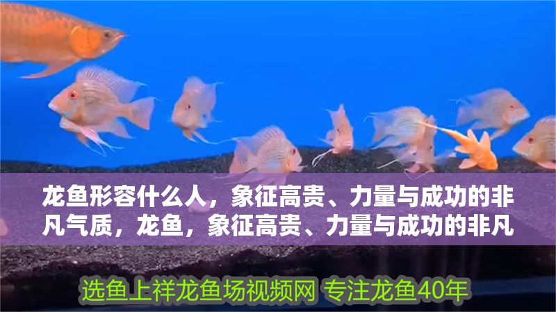龍魚形容什么人，象征高貴、力量與成功的非凡氣質，龍魚，象征高貴、力量與成功的非凡氣質，龍魚，象征高貴、力量與成功的非凡氣質