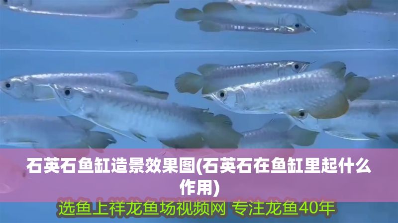 石英石魚缸造景效果圖(石英石在魚缸里起什么作用)