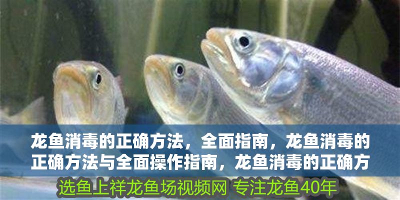 龍魚消毒的正確方法，全面指南，龍魚消毒的正確方法與全面操作指南，龍魚消毒的正確方法與全面操作指南