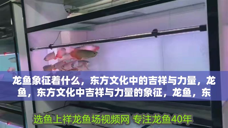 龍魚象征著什么，東方文化中的吉祥與力量，龍魚，東方文化中吉祥與力量的象征，龍魚，東方文化中吉祥與力量的象征