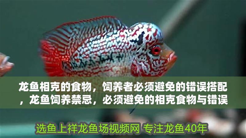 龍魚相克的食物，飼養(yǎng)者必須避免的錯(cuò)誤搭配，龍魚飼養(yǎng)禁忌，必須避免的相克食物與錯(cuò)誤搭配，龍魚飼養(yǎng)禁忌，必須避免的相克食物與錯(cuò)誤搭配
