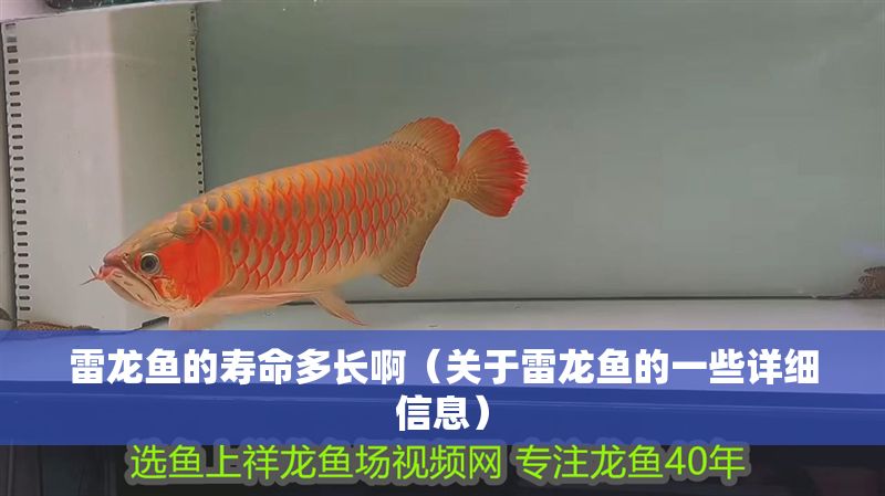 雷龍魚的壽命多長啊（關于雷龍魚的一些詳細信息）