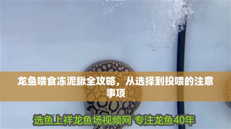 龍魚喂食凍泥鰍全攻略，從選擇到投喂的注意事項