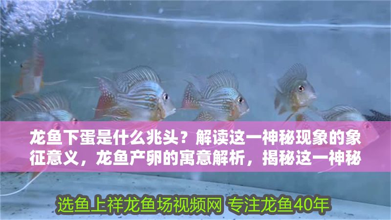 龍魚下蛋是什么兆頭？解讀這一神秘現象的象征意義，龍魚產卵的寓意解析，揭秘這一神秘現象的象征意義，龍魚產卵的寓意解析，揭秘這一神秘現象的象征意義