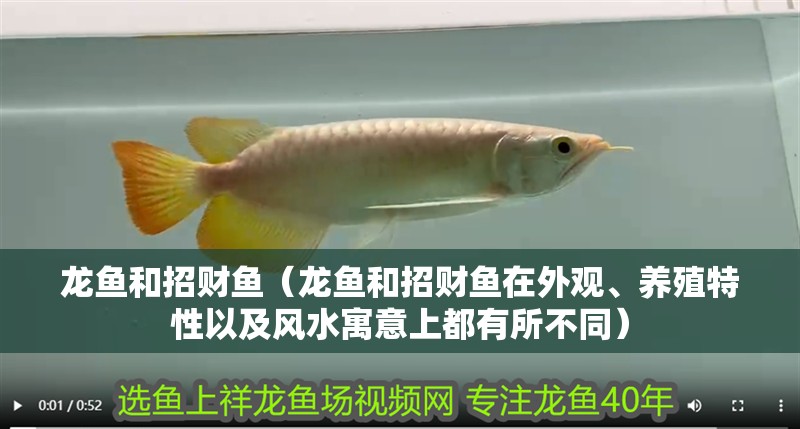 龍魚和招財(cái)魚（龍魚和招財(cái)魚在外觀、養(yǎng)殖特性以及風(fēng)水寓意上都有所不同）