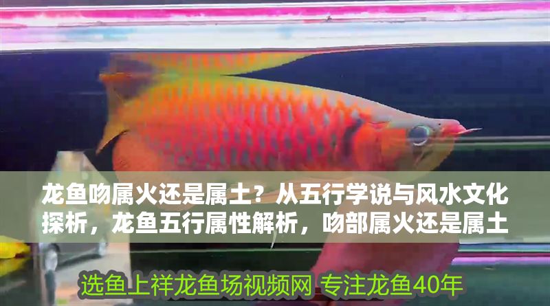 龍魚吻屬火還是屬土？從五行學(xué)說與風(fēng)水文化探析，龍魚五行屬性解析，吻部屬火還是屬土的風(fēng)水考據(jù)，龍魚吻部五行屬性考，風(fēng)水學(xué)中的火土之爭(zhēng)解析