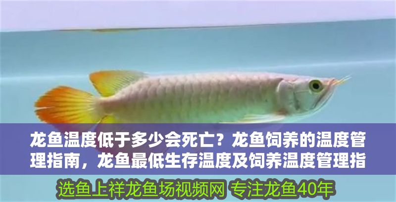 龍魚溫度低于多少會死亡？龍魚飼養的溫度管理指南，龍魚最低生存溫度及飼養溫度管理指南，龍魚最低生存溫度及飼養溫度管理指南