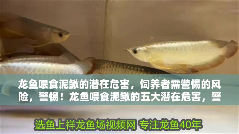 龍魚喂食泥鰍的潛在危害，飼養(yǎng)者需警惕的風(fēng)險(xiǎn)，警惕！龍魚喂食泥鰍的五大潛在危害，警惕！龍魚喂食泥鰍的五大潛在危害