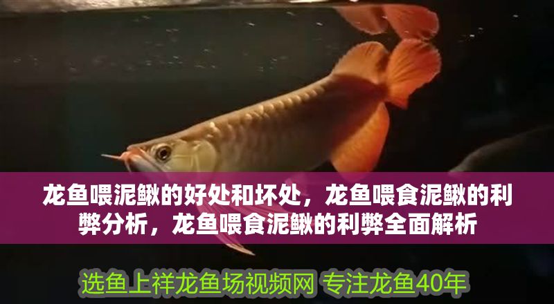 龍魚喂泥鰍的好處和壞處，龍魚喂食泥鰍的利弊分析，龍魚喂食泥鰍的利弊全面解析 龍魚喂泥鰍的好處和壞處，龍魚喂食泥鰍的利弊分析，龍魚喂食泥鰍的利弊全面解析 龍魚百科 第1張