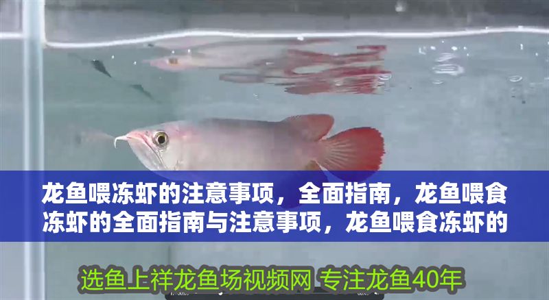 龍魚喂凍蝦的注意事項，全面指南，龍魚喂食凍蝦的全面指南與注意事項，龍魚喂食凍蝦的全面指南與注意事項