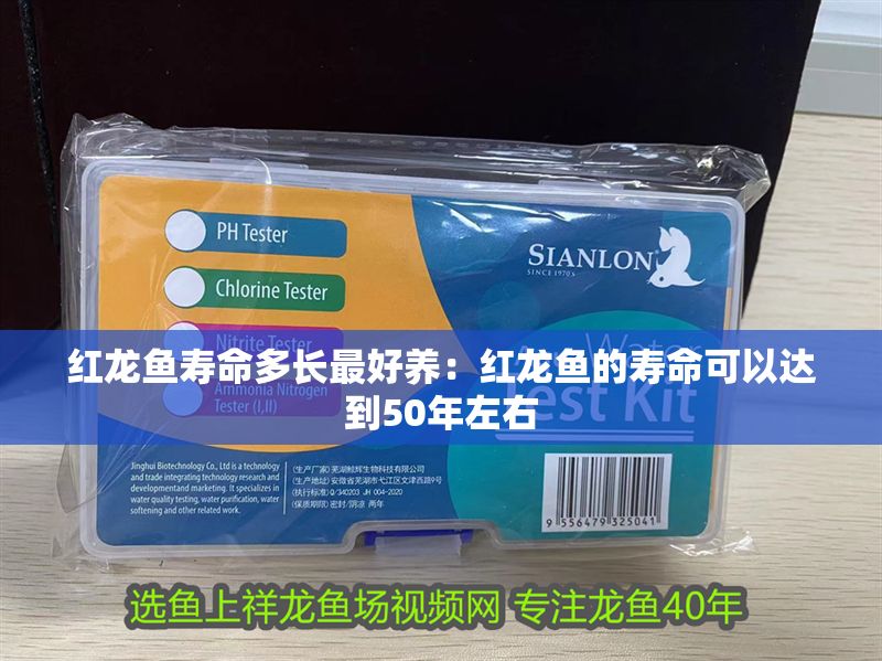 紅龍魚壽命多長最好養：紅龍魚的壽命可以達到50年左右