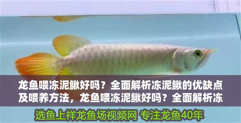 龍魚喂凍泥鰍好嗎？全面解析凍泥鰍的優(yōu)缺點(diǎn)及喂養(yǎng)方法，龍魚喂凍泥鰍好嗎？全面解析凍泥鰍的優(yōu)缺點(diǎn)及喂養(yǎng)方法，龍魚喂凍泥鰍的優(yōu)缺點(diǎn)及科學(xué)喂養(yǎng)方法全解析 龍魚喂凍泥鰍好嗎？全面解析凍泥鰍的優(yōu)缺點(diǎn)及喂養(yǎng)方法，龍魚喂凍泥鰍好嗎？全面解析凍泥鰍的優(yōu)缺點(diǎn)及喂養(yǎng)方法，龍魚喂凍泥鰍的優(yōu)缺點(diǎn)及科學(xué)喂養(yǎng)方法全解析 龍魚百科 第1張