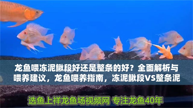 龍魚喂凍泥鰍段好還是整條的好？全面解析與喂養(yǎng)建議，龍魚喂養(yǎng)指南，凍泥鰍段VS整條泥鰍，哪種更好？凍泥鰍段VS整條泥鰍，龍魚喂養(yǎng)最佳選擇解析